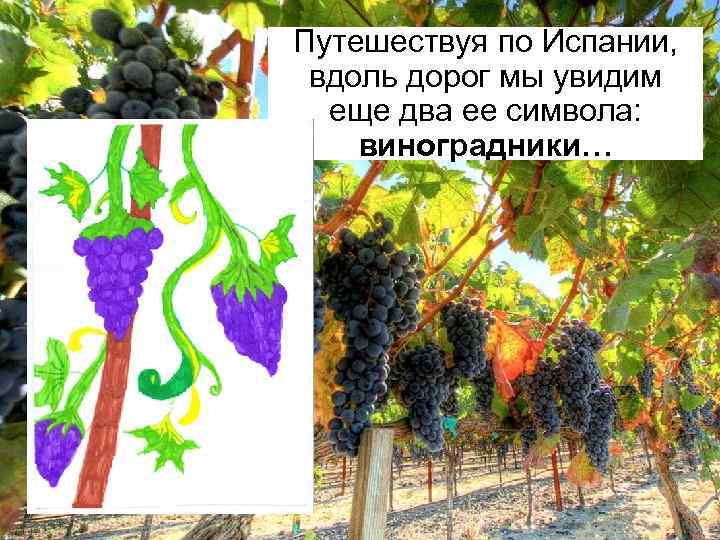 Путешествуя по Испании, вдоль дорог мы увидим еще два ее символа: виноградники… 
