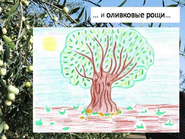 … и оливковые рощи… 