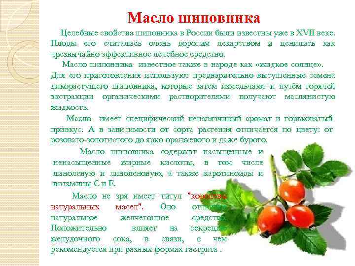 Масло шиповника Целебные свойства шиповника в России были известны уже в XVII веке. Плоды