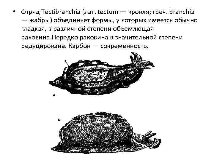  • Отряд Tectibranchia (лат. tectum — кровля; греч. branchia — жабры) объединяет формы,