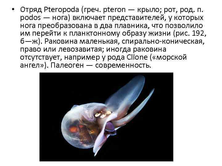  • Отряд Pteropoda (греч. pteron — крыло; рот, род. п. podos — нога)