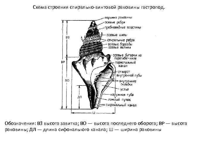 Схема строения спирально винтовой раковины гастропод. Обозначения: ВЗ высота завитка; ВО — высота последнего