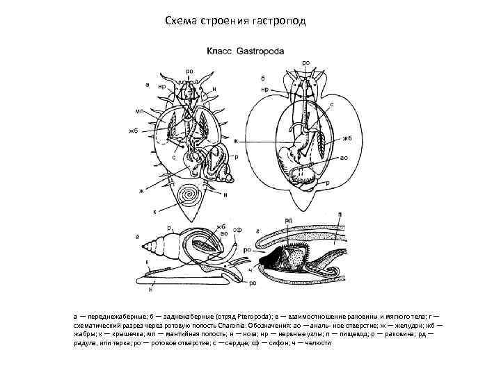 Схема строения гастропод а — переднежаберные; б — заднежаберные (отряд Pteropoda); в — взаимоотношение