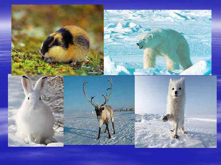 Природные зоны россии арктические пустыни животные. Звери которые обитают в арктических пустынях. Арктическая природная зона животные. Зона арктических пустынь животные. Животный и растительный мир Арктики.