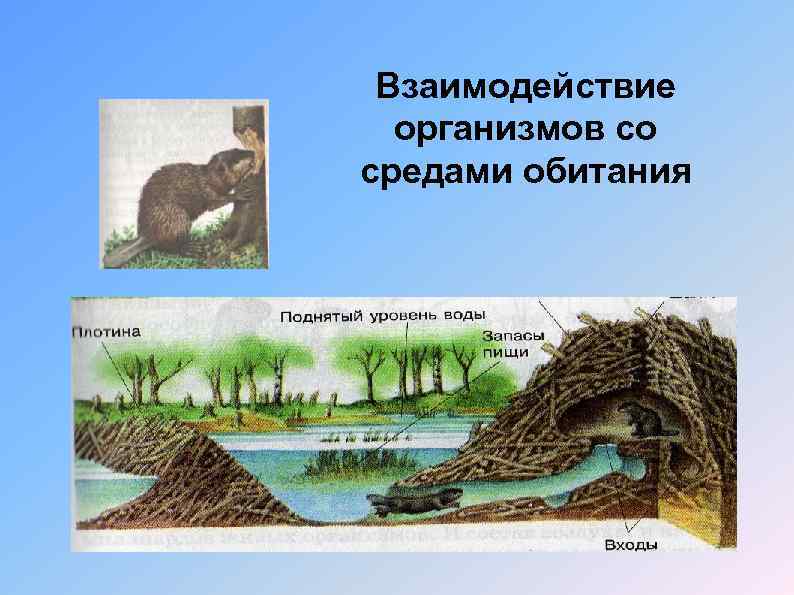 Взаимодействие организмов со средами обитания 