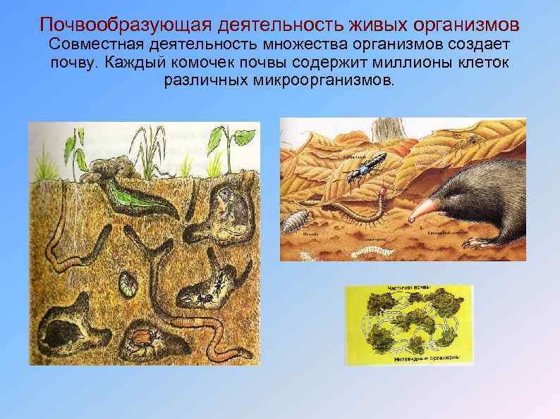 Почвообразующая деятельность живых организмов Совместная деятельность множества организмов создает почву. Каждый комочек почвы содержит