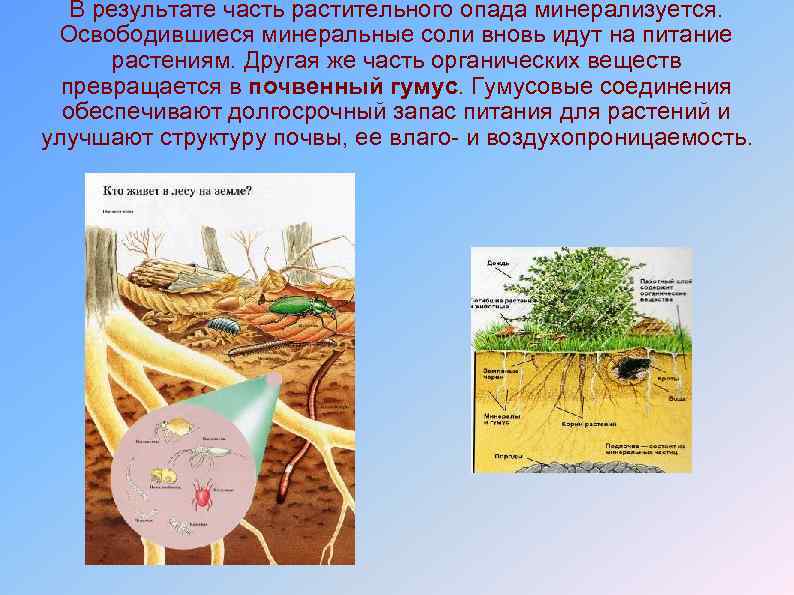 В результате часть растительного опада минерализуется. Освободившиеся минеральные соли вновь идут на питание растениям.