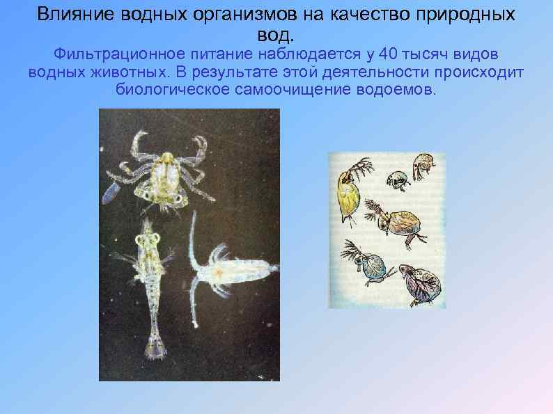 Влияние водных организмов на качество природных вод. Фильтрационное питание наблюдается у 40 тысяч видов