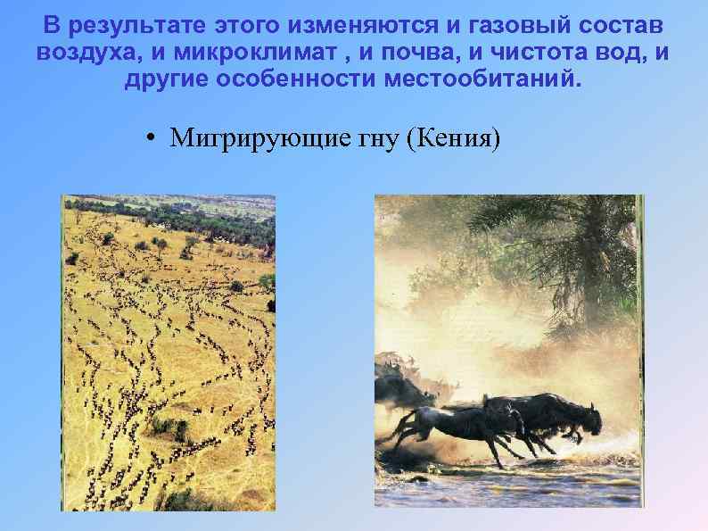 В результате этого изменяются и газовый состав воздуха, и микроклимат , и почва, и