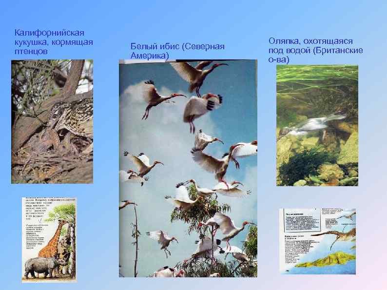 Калифорнийская кукушка, кормящая птенцов Белый ибис (Северная Америка) Оляпка, охотящаяся под водой (Британские о-ва)