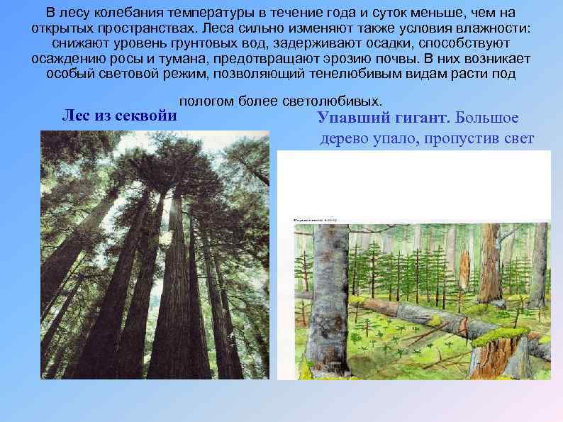 В лесу колебания температуры в течение года и суток меньше, чем на открытых пространствах.
