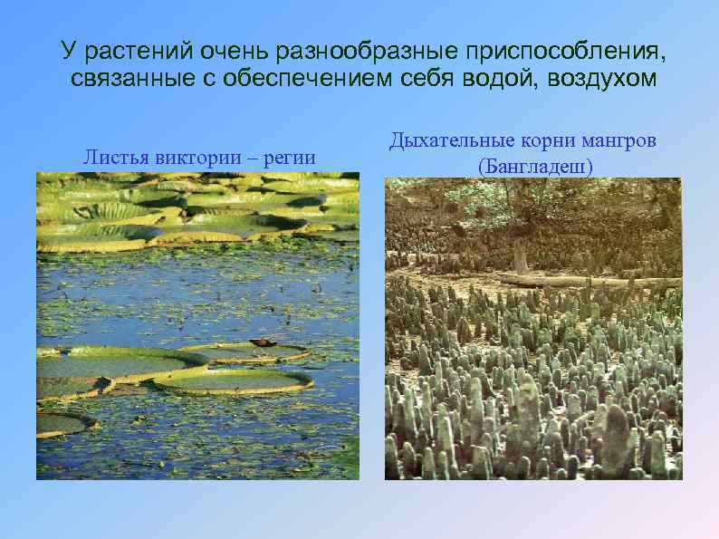 У растений очень разнообразные приспособления, связанные с обеспечением себя водой, воздухом Листья виктории –