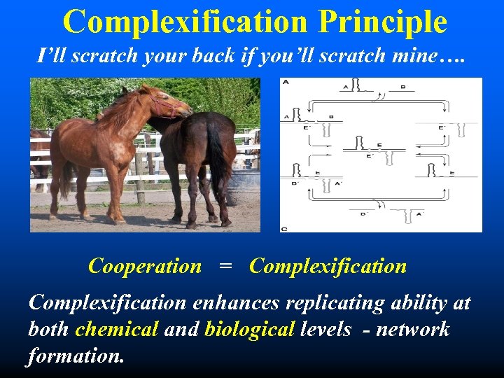 Complexification Principle I’ll scratch your back if you’ll scratch mine…. Cooperation = Complexification enhances