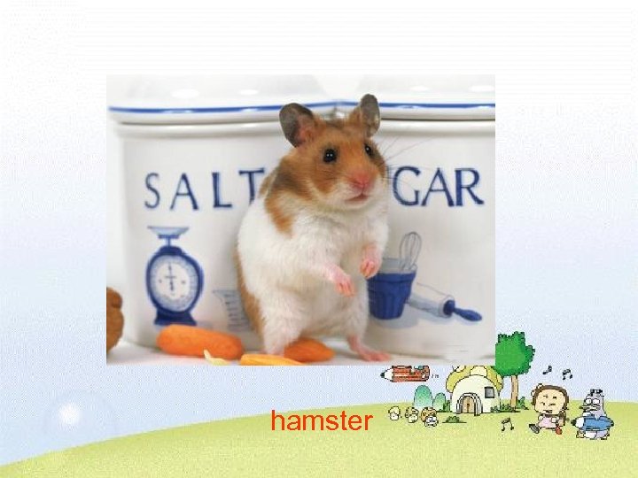 hamster 