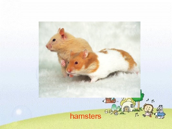hamsters 
