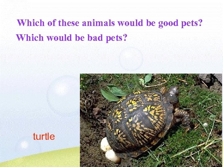 Which of these animals would be good pets? Which would be bad pets? turtle