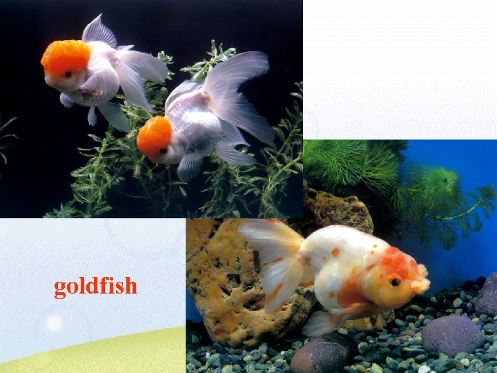 goldfish 