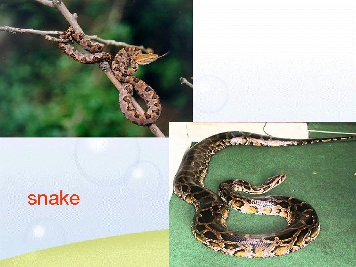 snake 