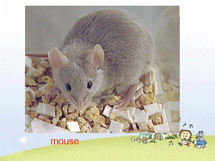 mouse 