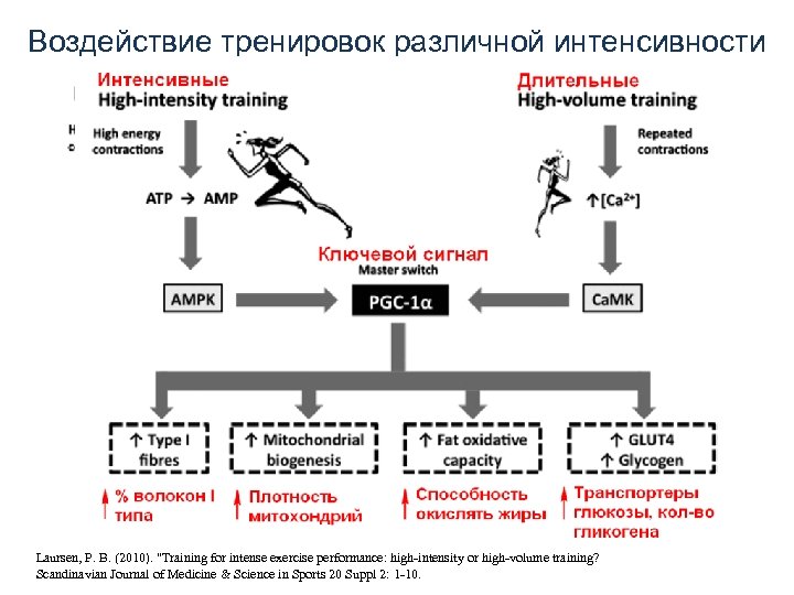 Воздействие тренировок различной интенсивности Laursen, P. B. (2010). 