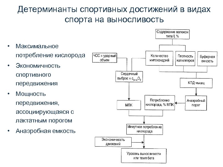 Детерминанты спортивных достижений в видах спорта на выносливость • Максимальное потребление кислорода • Экономичность