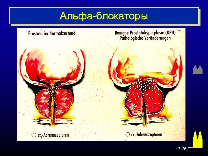 Альфа-блокаторы 17 -25 