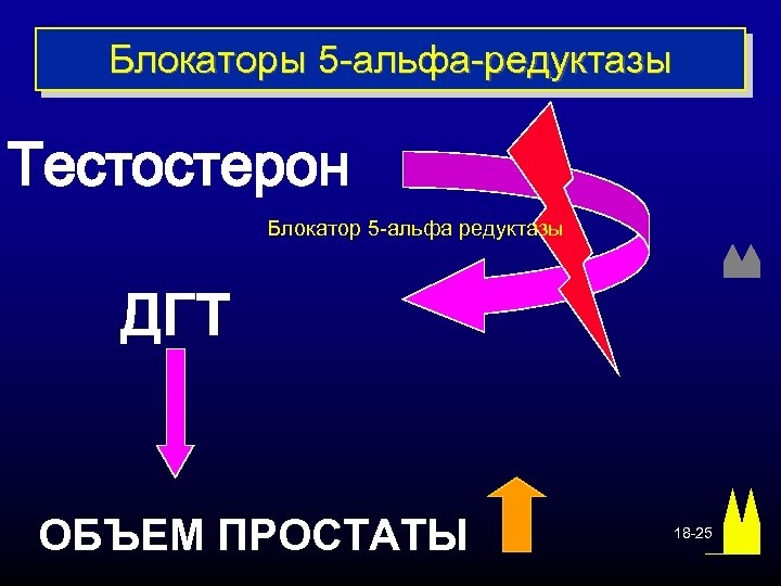 Блокаторы 5 -альфа-редуктазы Тестостерон Блокатор 5 -альфа редуктазы ДГТ ОБЪЕМ ПРОСТАТЫ 18 -25 