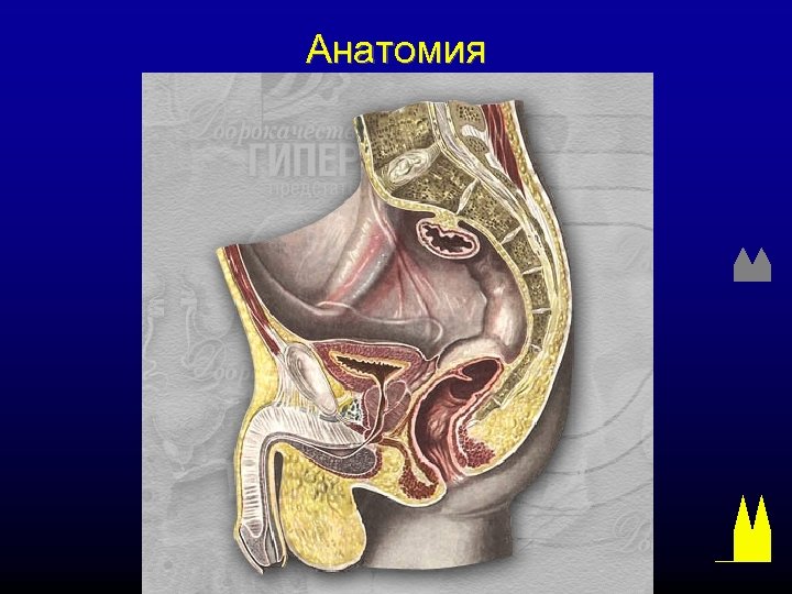 Анатомия 