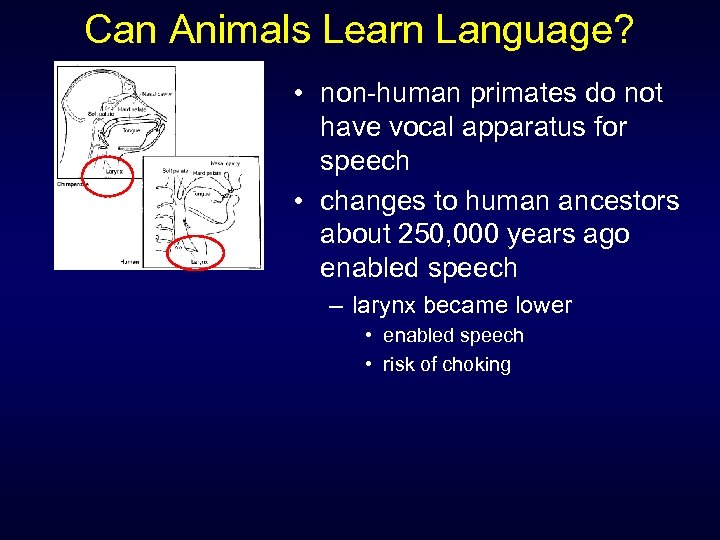 Can Animals Learn Language? • non-human primates do not have vocal apparatus for speech