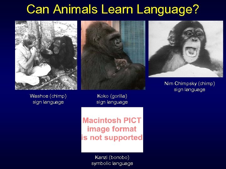 Can Animals Learn Language? Nim Chimpsky (chimp) sign language Washoe (chimp) sign language Koko