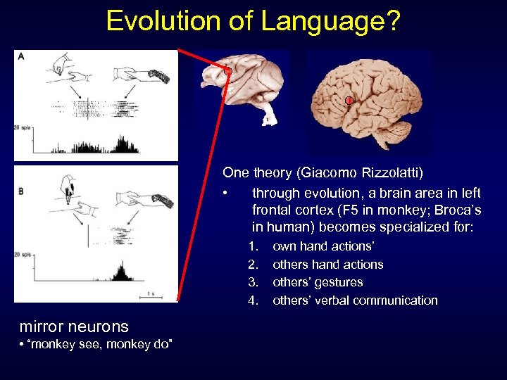Evolution of Language? One theory (Giacomo Rizzolatti) • through evolution, a brain area in