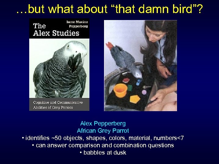 …but what about “that damn bird”? Alex Pepperberg African Grey Parrot • identifies ~50