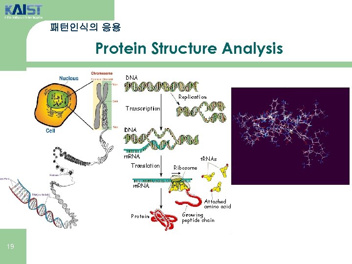 패턴인식의 응용 Protein Structure Analysis 19 