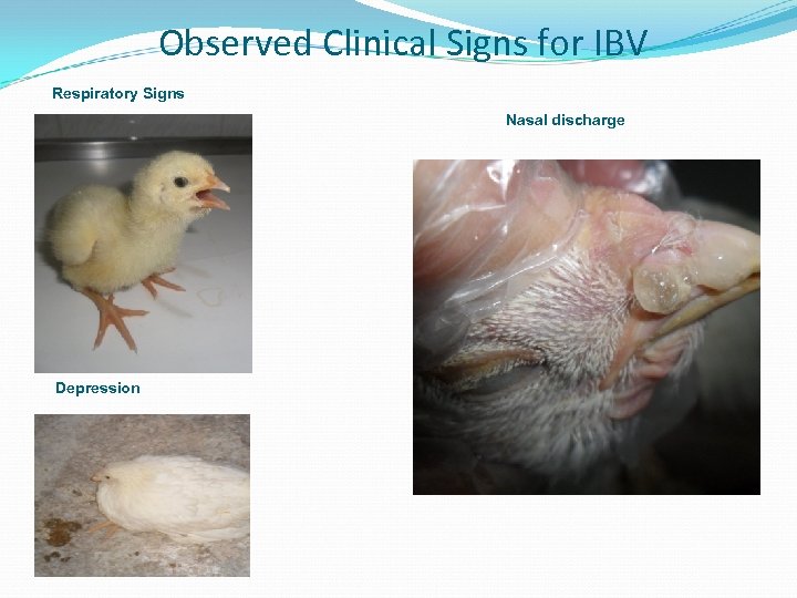 Observed Clinical Signs for IBV Respiratory Signs Nasal discharge Depression 