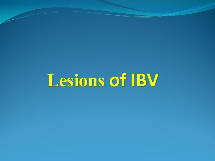 Lesions of IBV 