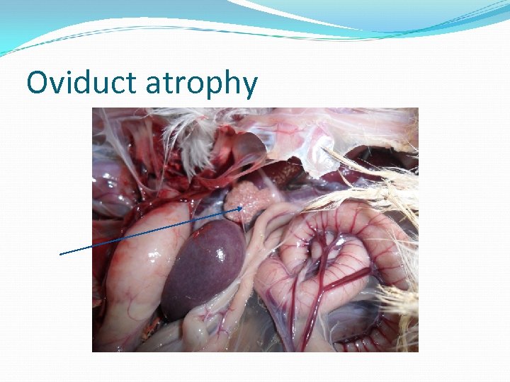 Oviduct atrophy 