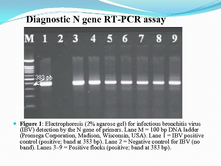 Diagnostic N gene RT-PCR assay Figure 1: Electrophoresis (2% agarose gel) for infectious bronchitis