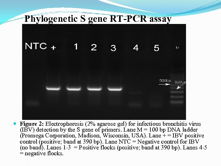 Phylogenetic S gene RT-PCR assay Figure 2: Electrophoresis (2% agarose gel) for infectious bronchitis