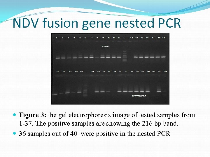 NDV fusion gene nested PCR Figure 3: the gel electrophoresis image of tested samples