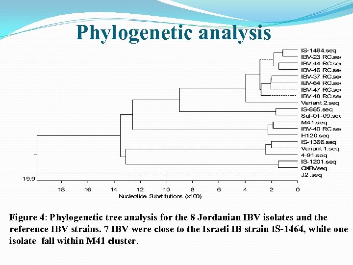 Phylogenetic analysis Figure 4: Phylogenetic tree analysis for the 8 Jordanian IBV isolates and