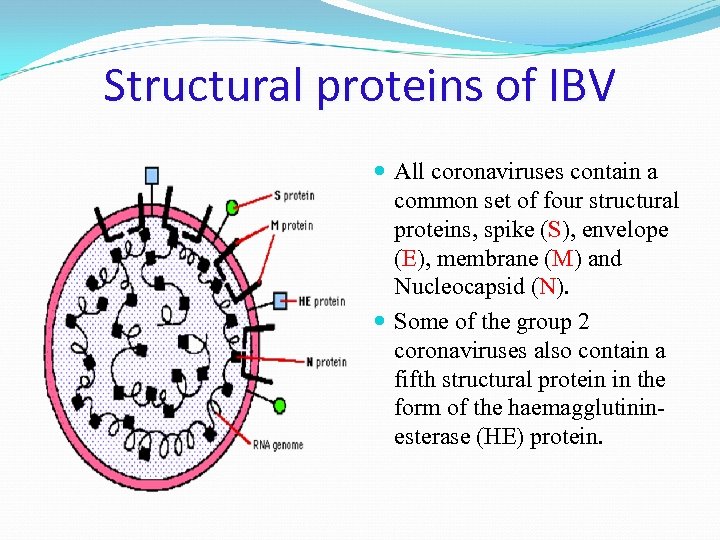 Structural proteins of IBV All coronaviruses contain a common set of four structural proteins,