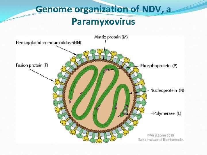 Genome organization of NDV, a Paramyxovirus 