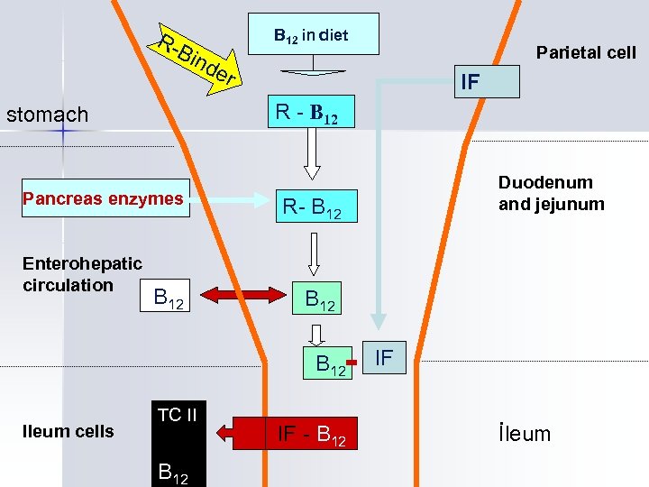 R- Bin B 12 in diet Pancreas enzymes r IF B 12 TC II