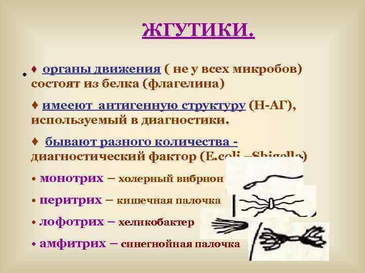 ЖГУТИКИ. ♦ органы движения ( не у всех микробов) • состоят из белка (флагелина)
