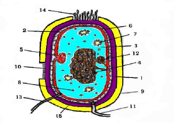 Картинка строение бактериальной клетки