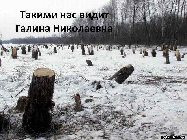 Такими нас видит Галина Николаевна 