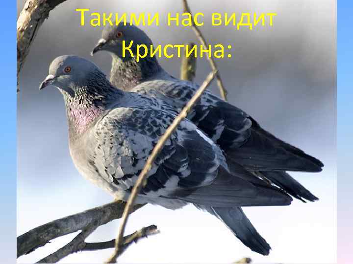 Такими нас видит Кристина: 