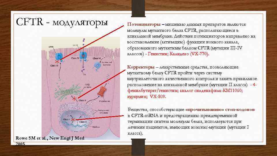 CFTR - модуляторы Потенциаторы – мишенью данных препаратов являются молекулы мутантного белка CFTR, располагающиеся