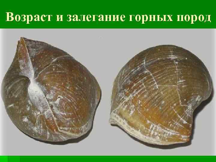 Возраст и залегание горных пород 