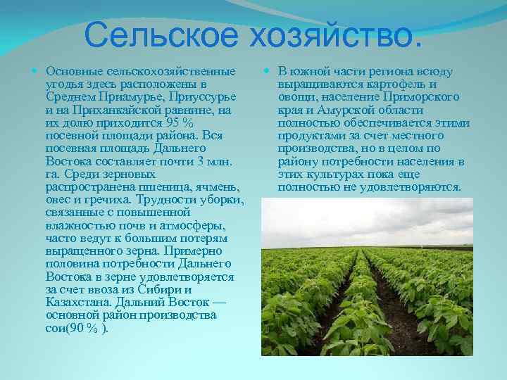 Части сельского хозяйства. Хозяйство района дальнего Востока. Дальневосточный район сельское хозяйство. Основные сельскохозяйственные районы дальнего Востока. Сельское хозяйство Дальневосточного экономического района.